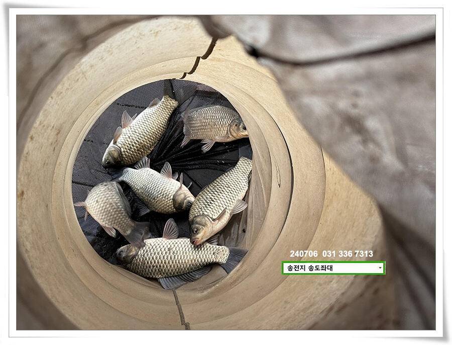 강풍에 허리급 (유료터정보 - 유료터점주조황)