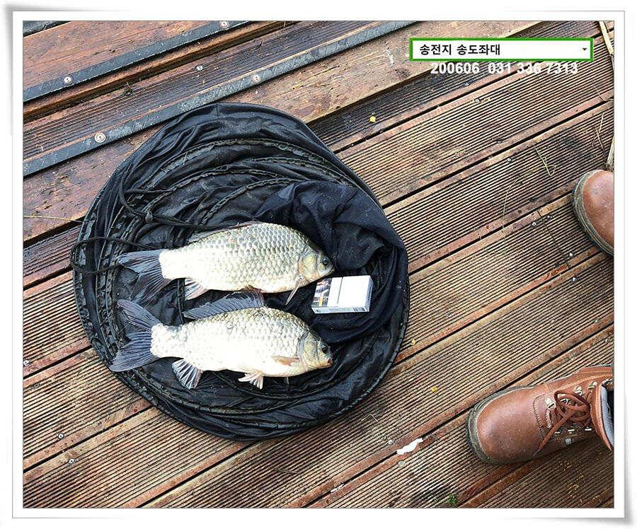 송전지 송전낚시터 송도집 좌대 조황 (유료터정보 - 유료터점주조황)