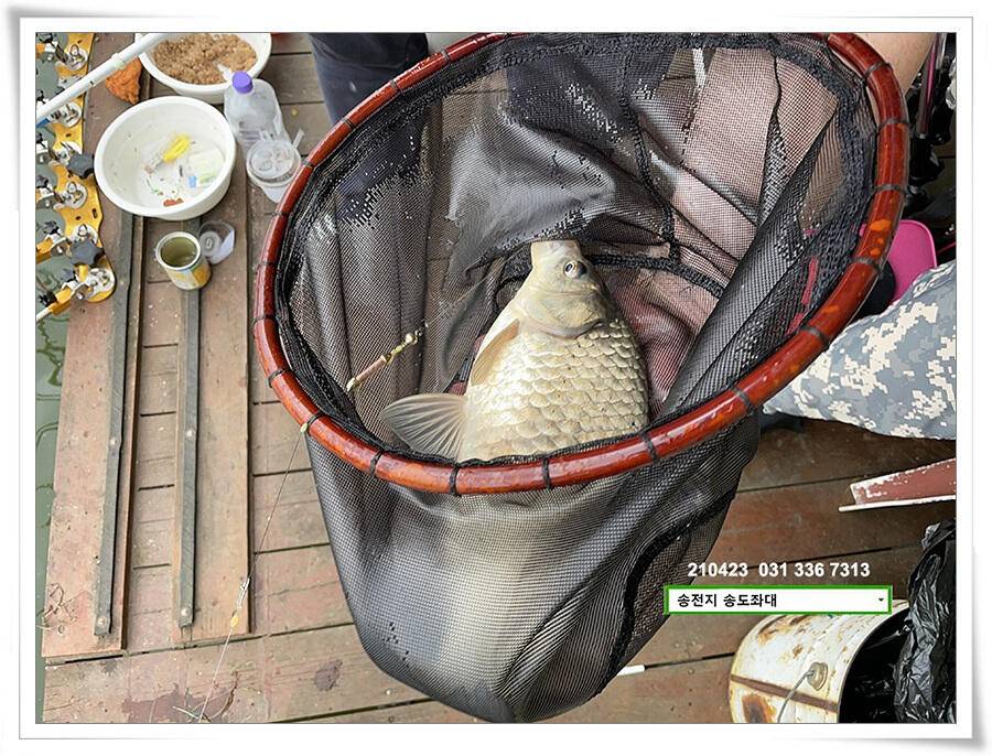 4짜의 산란 ing송전지 송도좌대 조황 (유료터정보 - 유료터점주조황)
