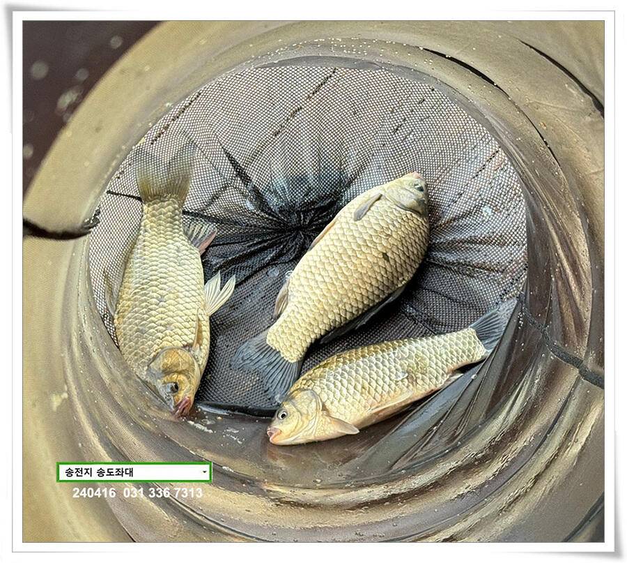 4짜의 산란 (유료터정보 - 유료터점주조황)