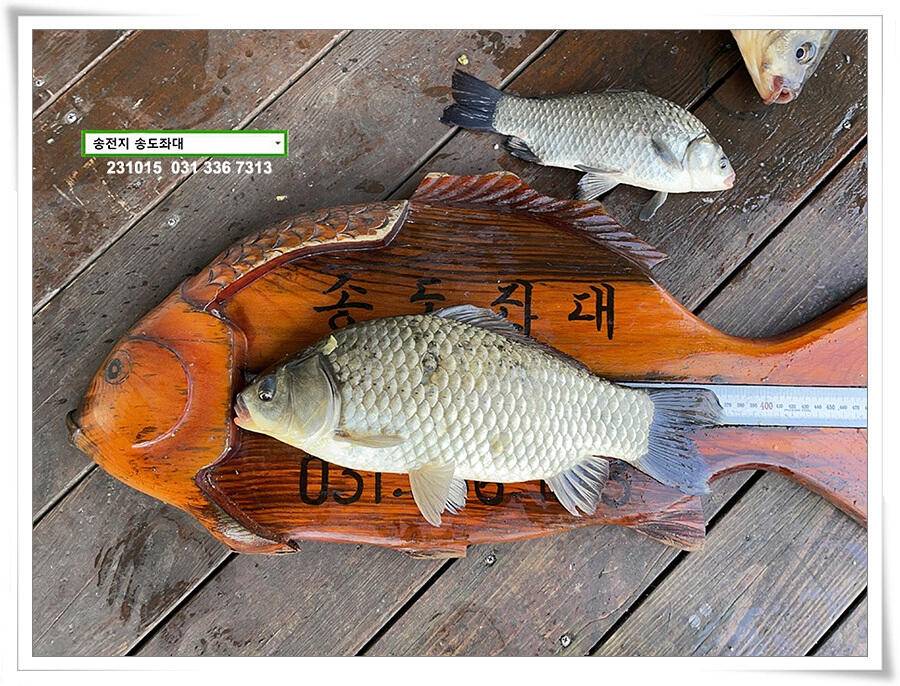 4짜 혹은 마릿수 (유료터정보 - 유료터점주조황)