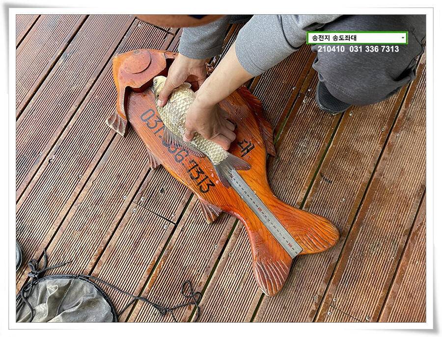 4짜 셋 혹은 둘 송전지 송전낚시터 송도좌대 조황 (유료터정보 - 유료터점주조황)