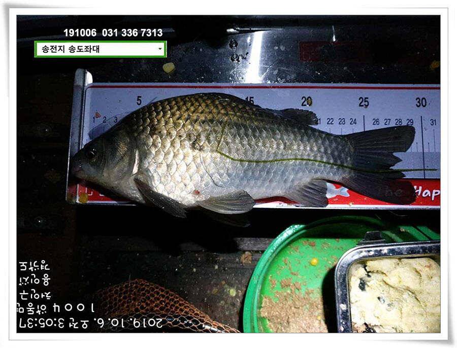 태풍 후 안정세 (유료터정보 - 유료터점주조황)