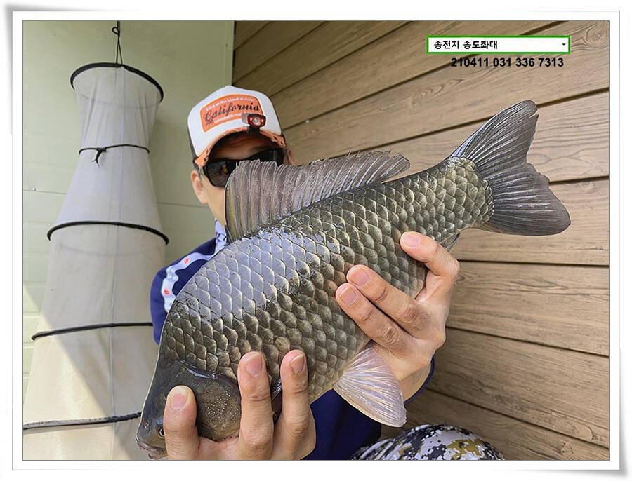 4040클럽 송전지 송도집 좌대 조황 (유료터정보 - 유료터점주조황)