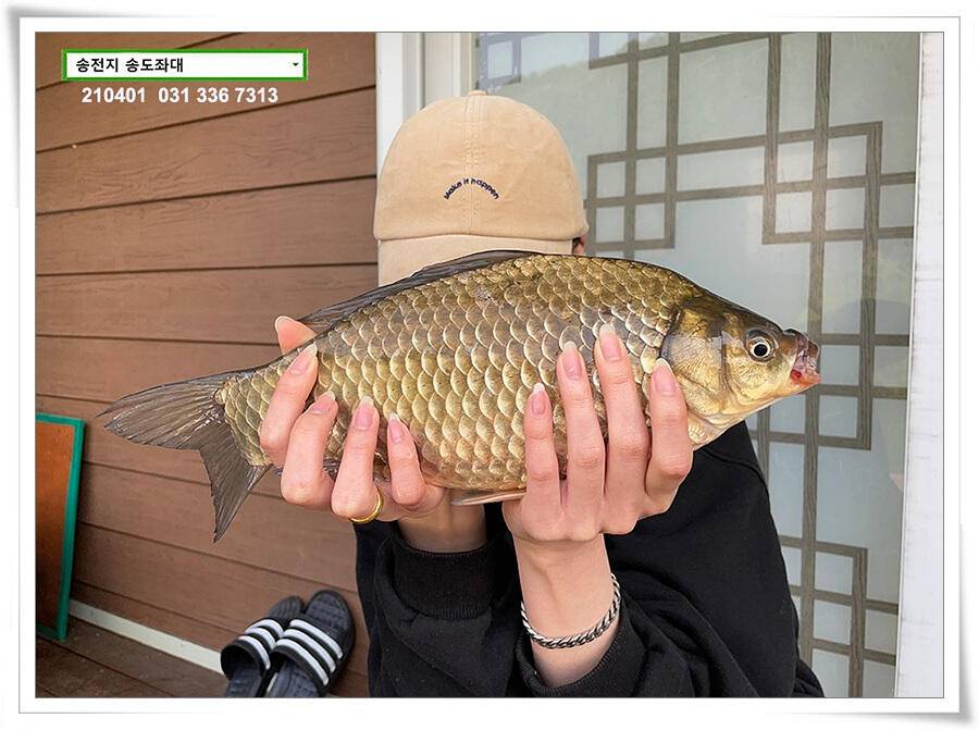 4짜 잼 꿀 잼 용인송전지 송도좌대 조황 (유료터정보 - 유료터점주조황)
