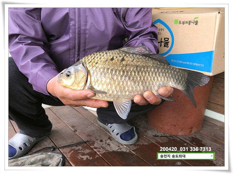 송전지 송전낚시터 송도좌대 조황 (유료터정보 - 유료터점주조황)