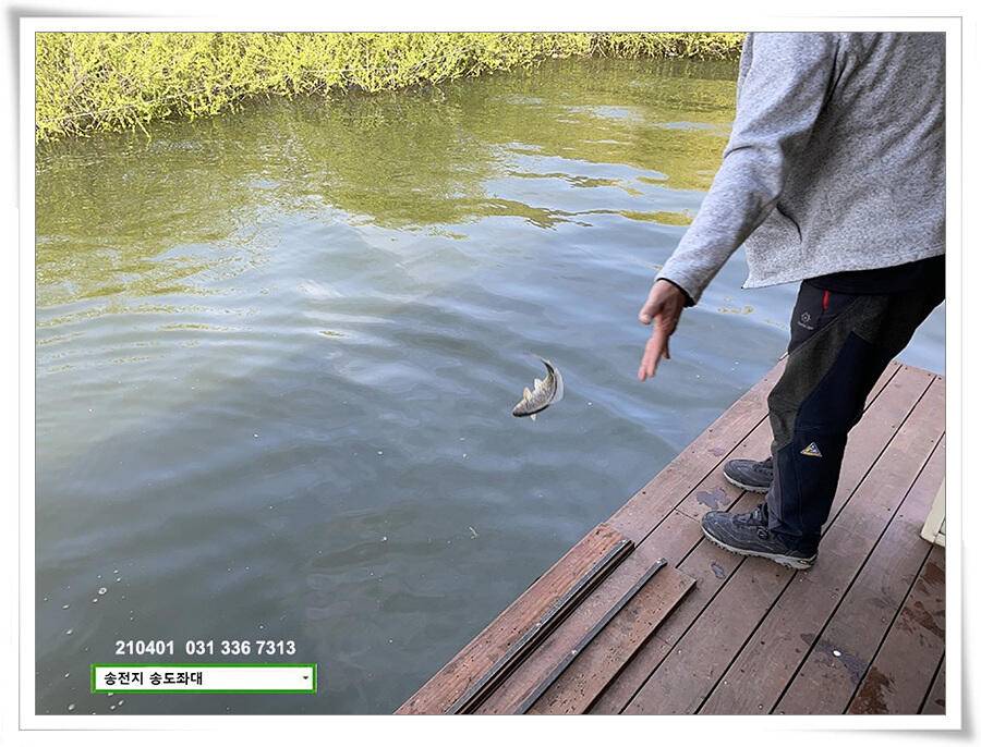 4짜 잼 꿀 잼 용인송전지 송도좌대 조황 (유료터정보 - 유료터점주조황)