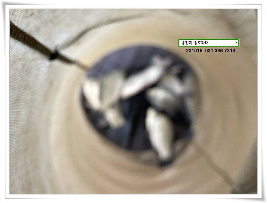 4짜 혹은 마릿수 (유료터정보 - 유료터점주조황)