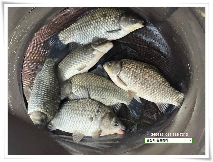 봄 비에 허리급 (유료터정보 - 유료터점주조황)