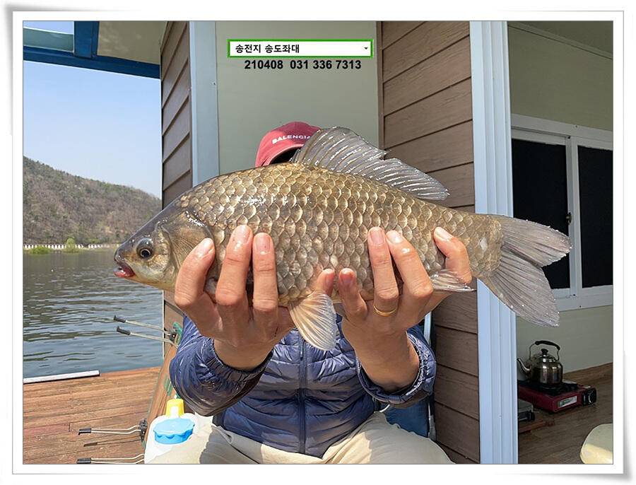 4짜 두 마리 몰고 감송전지 송도좌대 조황 (유료터정보 - 유료터점주조황)