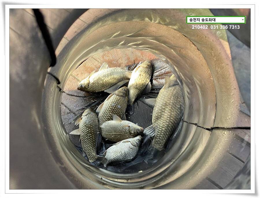 매일 그대와 송전지 송전낚시터 송도좌대 조황 (유료터정보 - 유료터점주조황)