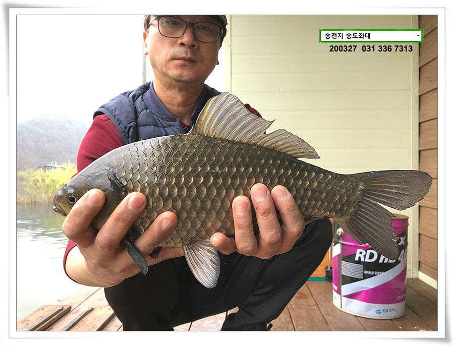덩어리 혹은 마릿수 송전지 송도집 좌대 조황 (유료터정보 - 유료터점주조황)