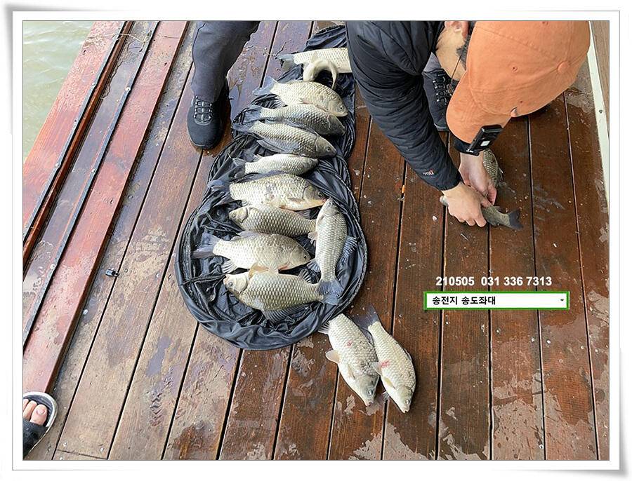 어른이 날 4짜송전지 송도집 좌대 조황 (유료터정보 - 유료터점주조황)