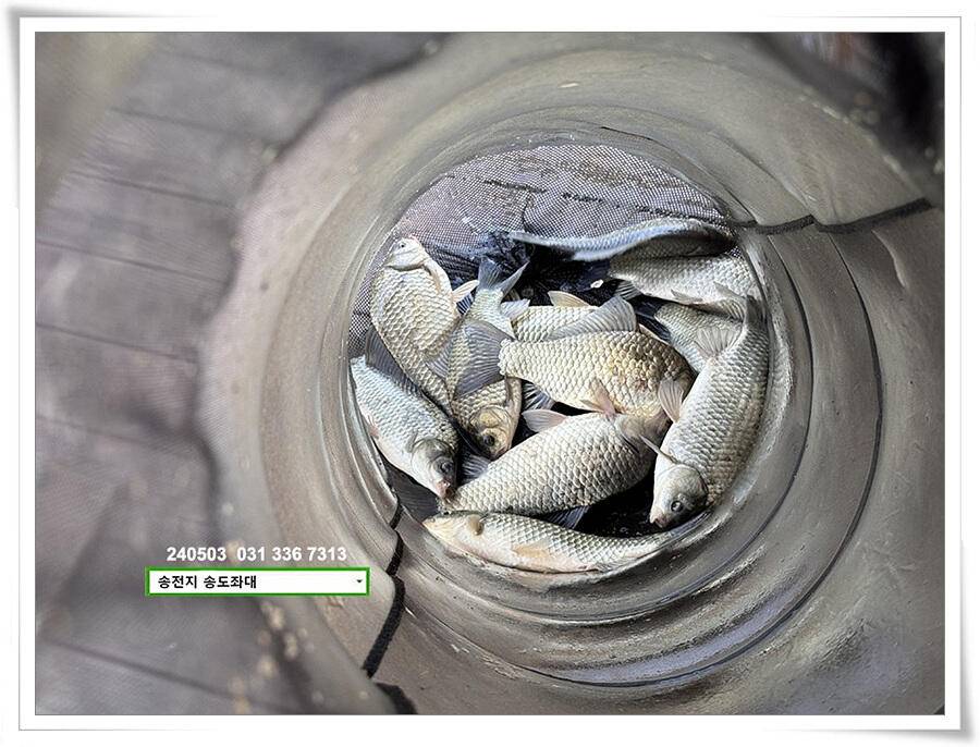 어른이 날 4짜 (유료터정보 - 유료터점주조황)