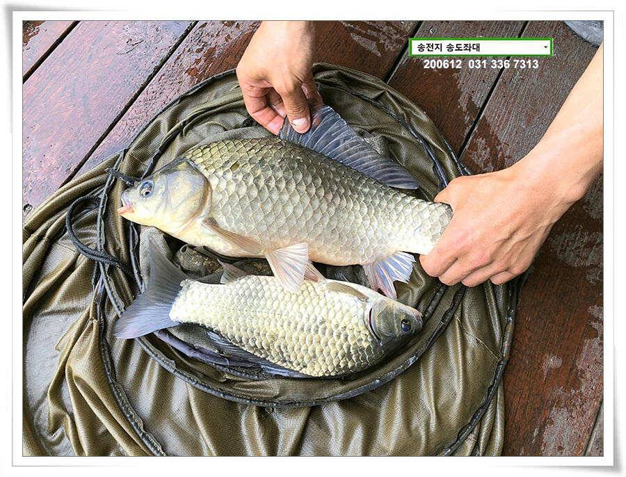 갈수기 전 4짜 송전지 송도집 좌대 조황 (유료터정보 - 유료터점주조황)