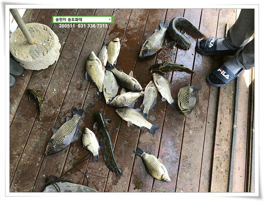 송전지 송전낚시터 송도집 좌대 조황 (유료터정보 - 유료터점주조황)