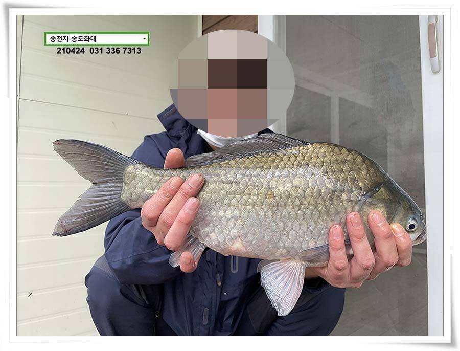4짜 떡붕어 허리급 마릿수송전지 송도집 좌대 조황 (유료터정보 - 유료터점주조황)