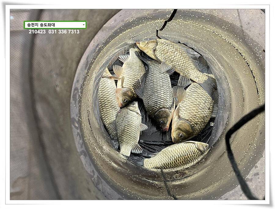 4짜의 산란 ing송전지 송도좌대 조황 (유료터정보 - 유료터점주조황)