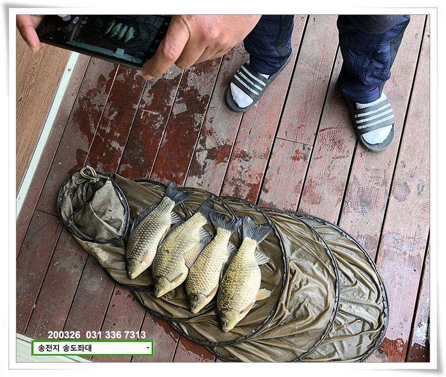 산란 송전지 송도좌대 조황 (유료터정보 - 유료터점주조황)
