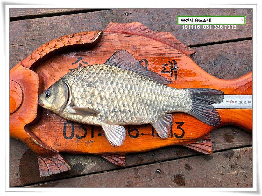 마지막 덩어리 (유료터정보 - 유료터점주조황)