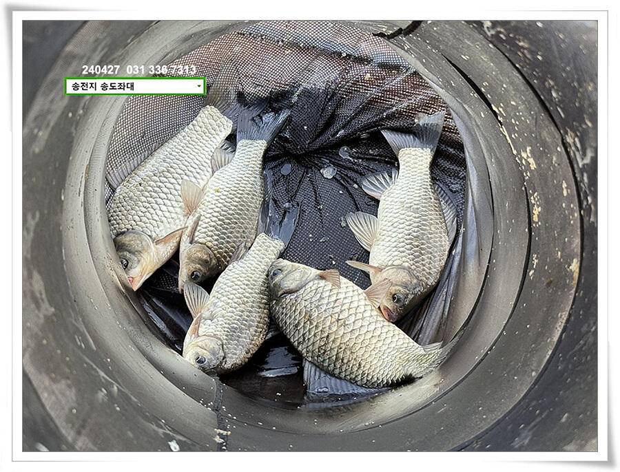 여름볕에 허리급 (유료터정보 - 유료터점주조황)