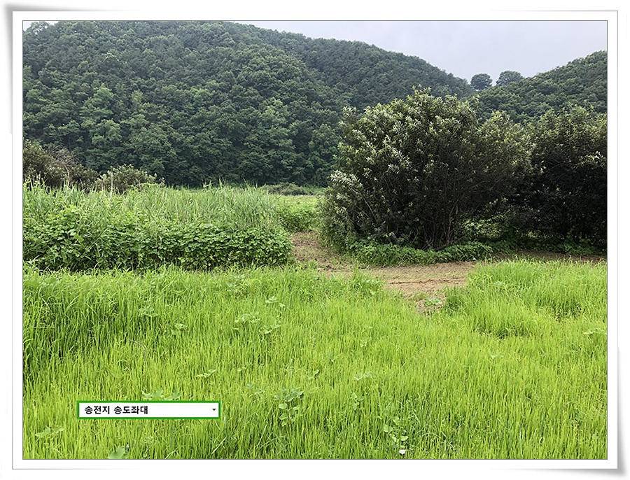 미약한 오름 송전지 송도좌대 조황 (유료터정보 - 유료터점주조황)