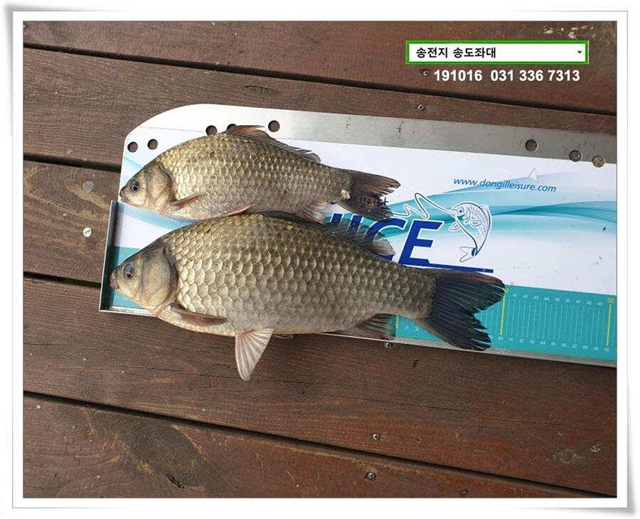 덩어리 낚아내기 (유료터정보 - 유료터점주조황)
