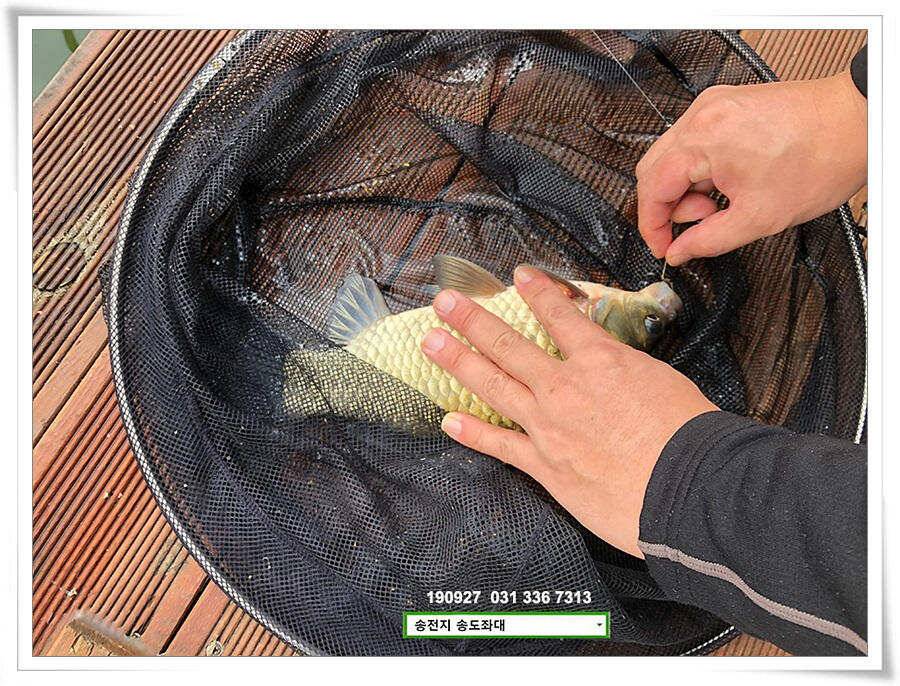 꾸준한 상면 (유료터정보 - 유료터점주조황)