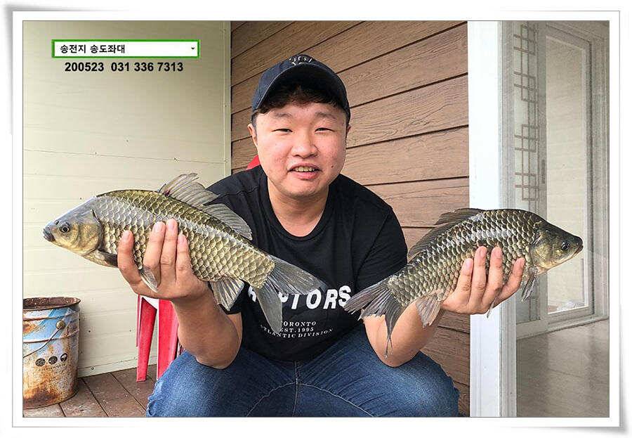 늦바람 난 송전지 조황 (유료터정보 - 유료터점주조황)