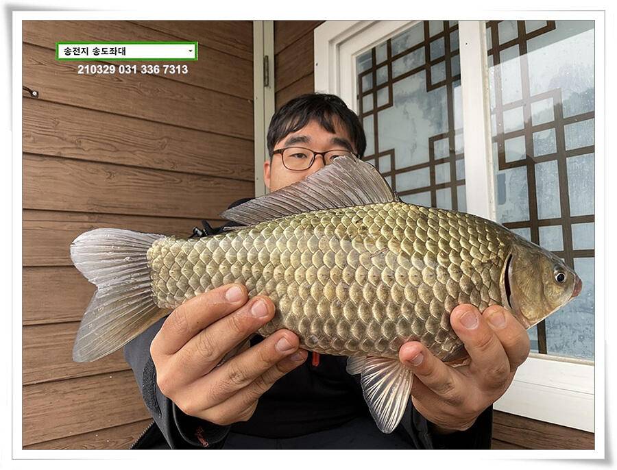 용인 송전지 송도좌대 조황 (유료터정보 - 유료터점주조황)