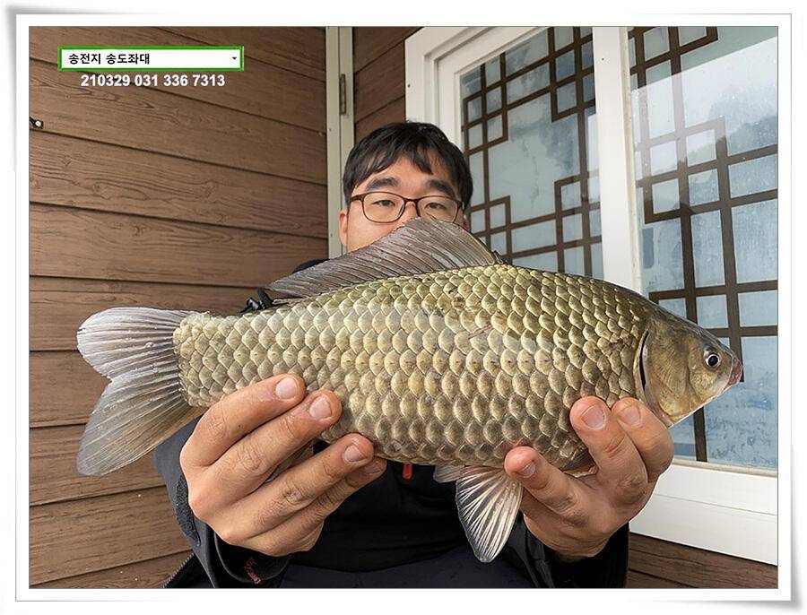 용인 송전지 송도좌대 조황 (유료터정보 - 유료터점주조황)