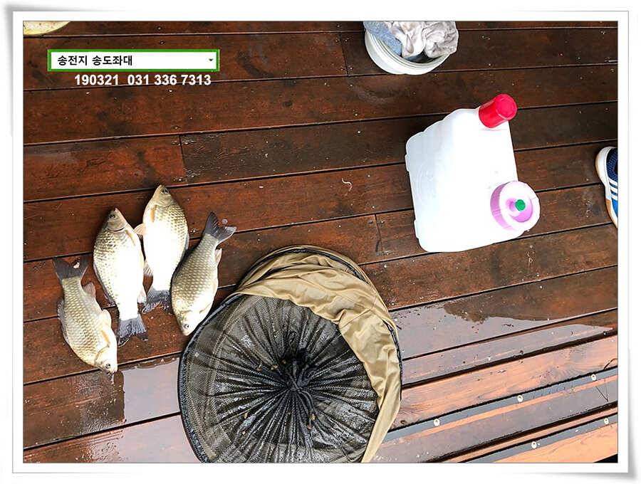 송전지 송도좌대 조황 (유료터정보 - 유료터점주조황)