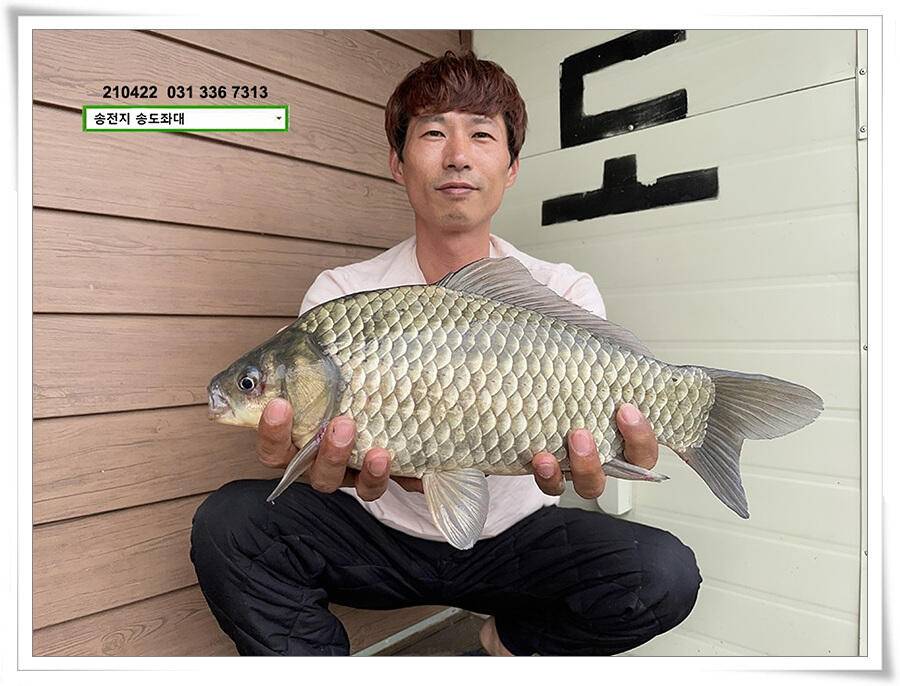 다시 만난 4짜송전지 송도좌대 조황 (유료터정보 - 유료터점주조황)