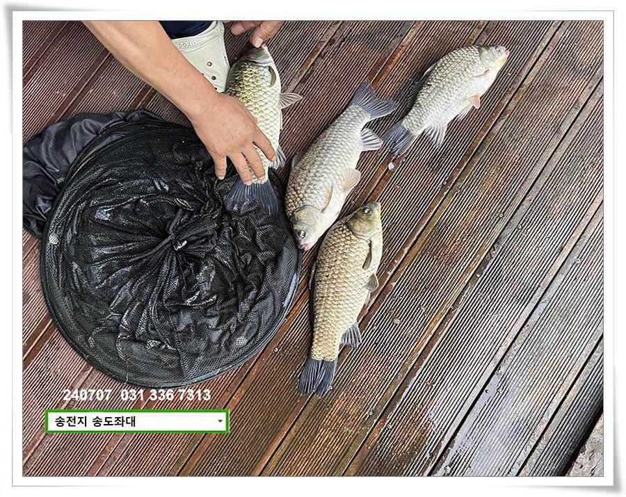 강풍에 허리급 (유료터정보 - 유료터점주조황)
