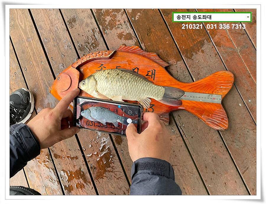 4짜 혹은 마릿수 송전지 송도좌대 조황 (유료터정보 - 유료터점주조황)