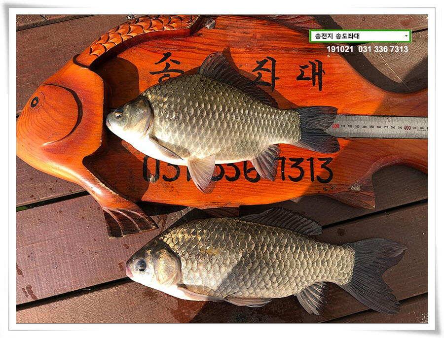 송전지 송전낚시터 송도좌대 조황 (유료터정보 - 유료터점주조황)