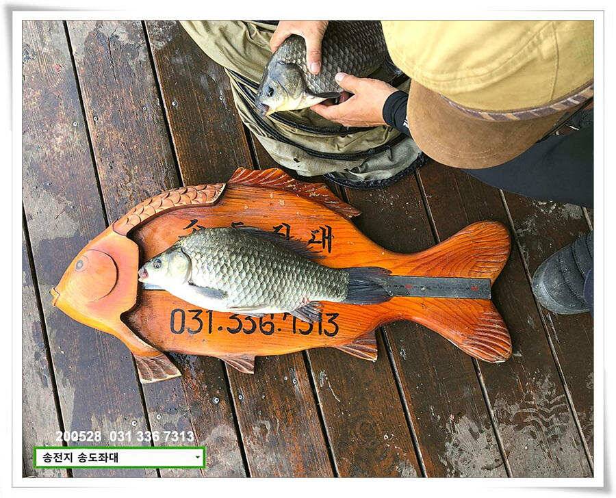 4짜 혹은 이십4짜송전지 송도좌대 조황 (유료터정보 - 유료터점주조황)