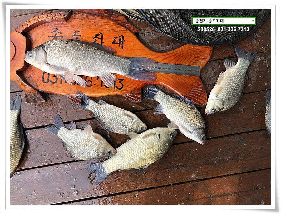 42cm송전지 송도집 좌대 조황 (유료터정보 - 유료터점주조황)