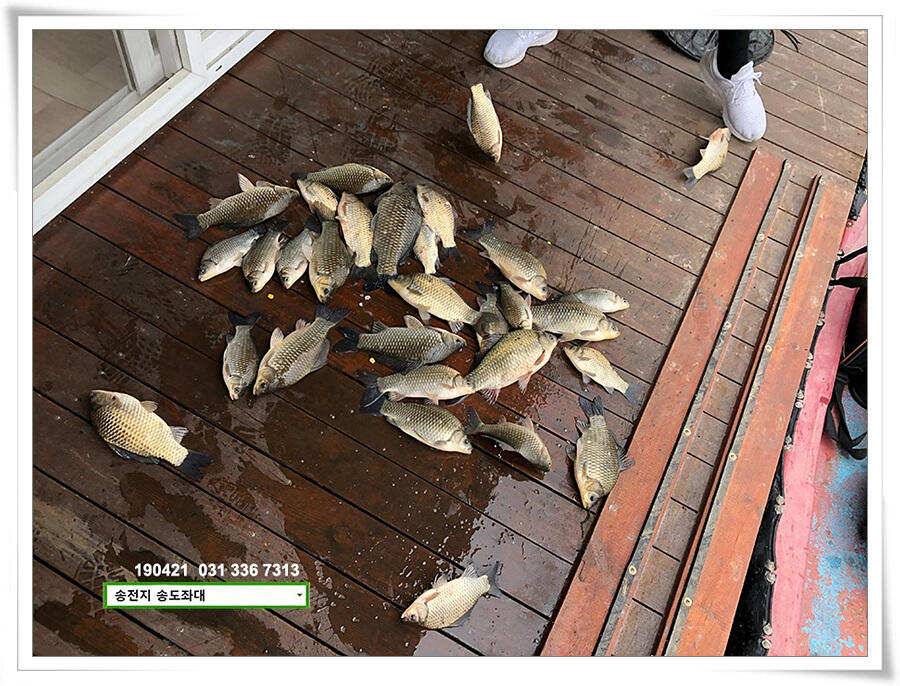 마릿수와 꽝의 차이 (유료터정보 - 유료터점주조황)