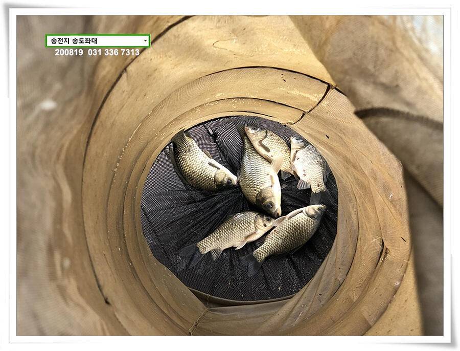 안정세 찾은 송전지 송도좌대 조황 (유료터정보 - 유료터점주조황)