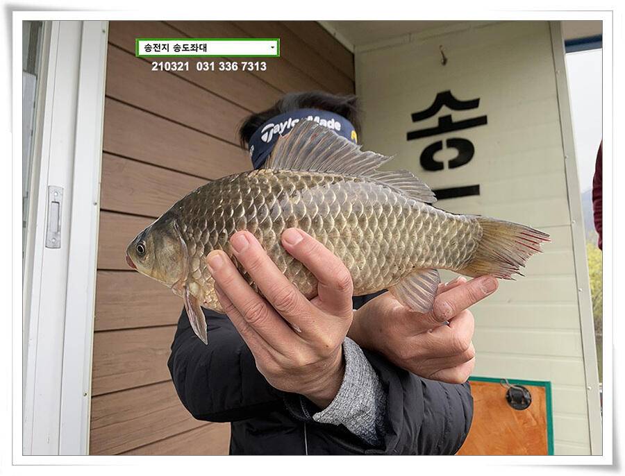 화려한 철수송전지 송도좌대 조황 (유료터정보 - 유료터점주조황)