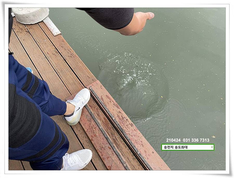4짜 떡붕어 허리급 마릿수송전지 송도집 좌대 조황 (유료터정보 - 유료터점주조황)