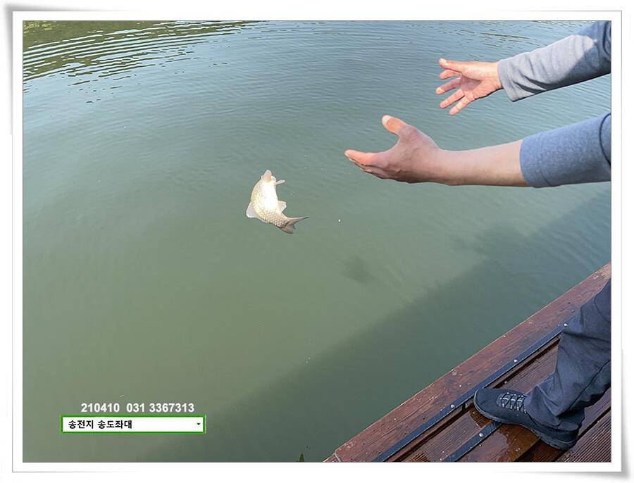 4짜 셋 혹은 둘 송전지 송전낚시터 송도좌대 조황 (유료터정보 - 유료터점주조황)
