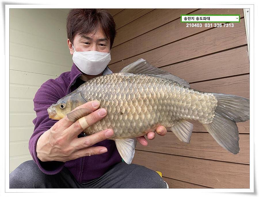 매일 그대와 송전지 송전낚시터 송도좌대 조황 (유료터정보 - 유료터점주조황)