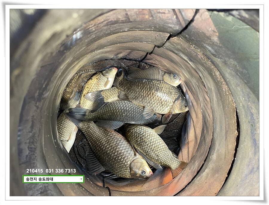 4짜와 허리급송전지 송도집 좌대 조황 (유료터정보 - 유료터점주조황)