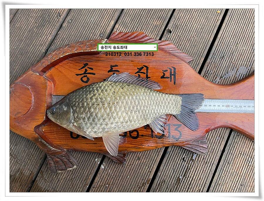 봄 붕어 제오시는 송전지 송도좌대 조황 (유료터정보 - 유료터점주조황)