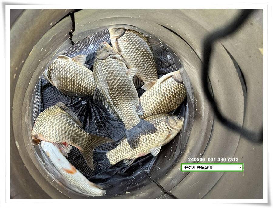 비 걷힌 후 4짜 (유료터정보 - 유료터점주조황)