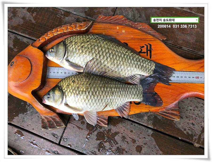 어쩌다 4짜 송전지 송도좌대 조황 (유료터정보 - 유료터점주조황)