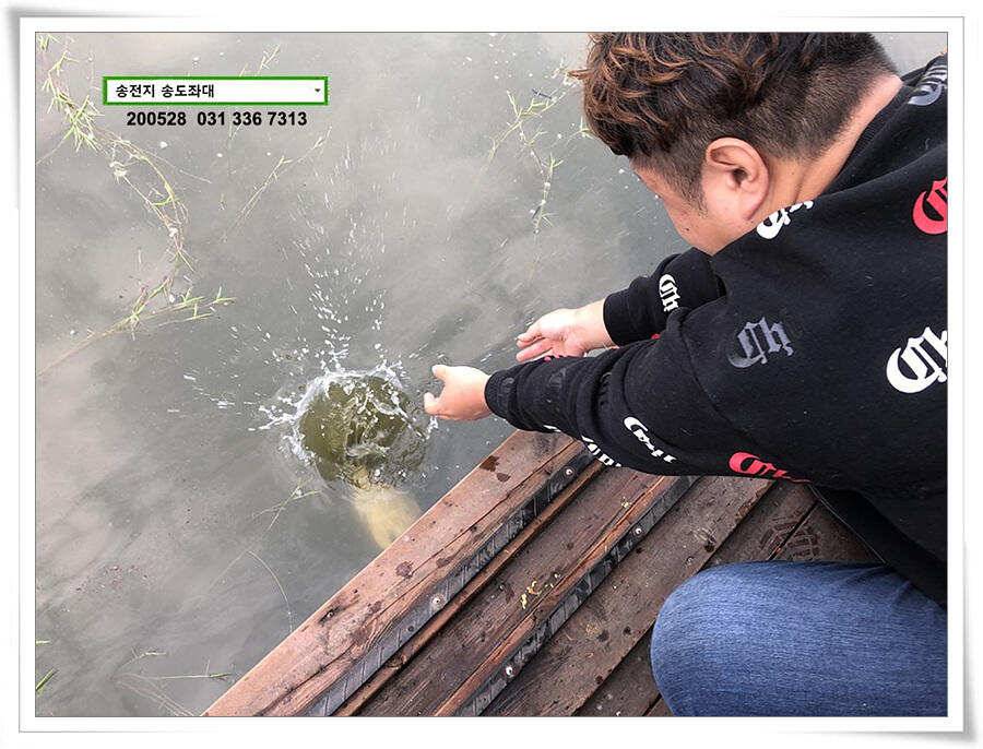 4짜 혹은 이십4짜송전지 송도좌대 조황 (유료터정보 - 유료터점주조황)