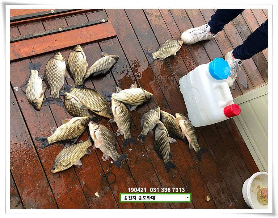 송전지 송도좌대 조황 (유료터정보 - 유료터점주조황)